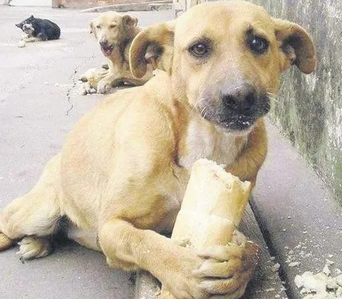 Güney Kore’de köpek eti yemek yasaklandı